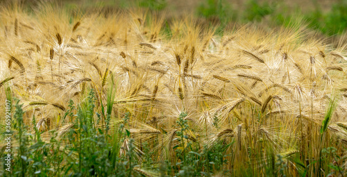 Bearded Barley nearly reaching the point of Harvest I in a field near Thirsk, North Yorkshire,UK photo