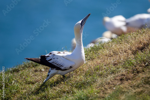 Northern Garnet sat on its nest at Bempton Cliffs North Yorkshire,UK photo