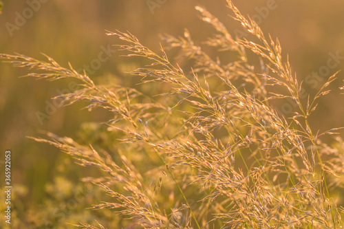 golden light on a beautiful meadow background