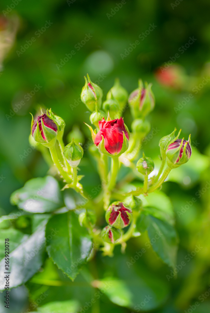 Red rose buds and green background Red rose buds and green background