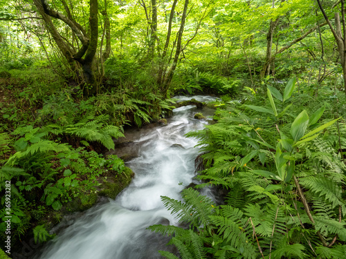 鳥取県 木谷沢渓流 苔むした渓流