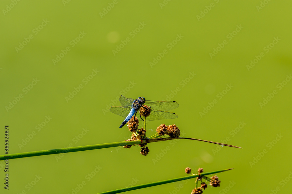 Blue dragonfly perched in a reed of the lake on a green background Blue dragonfly perched in a reed of the lake on a green background