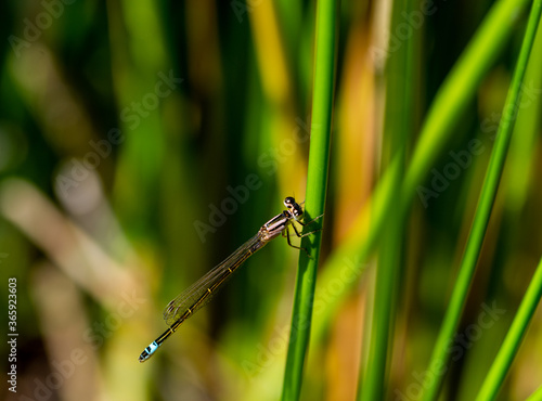 Delicate blue damselfly perched in a reed © Miguel Ángel RM