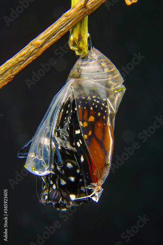 Butterfly at the time of its rebirth coming out of the cocoon, exact moment in the sequence of images (selective focus)