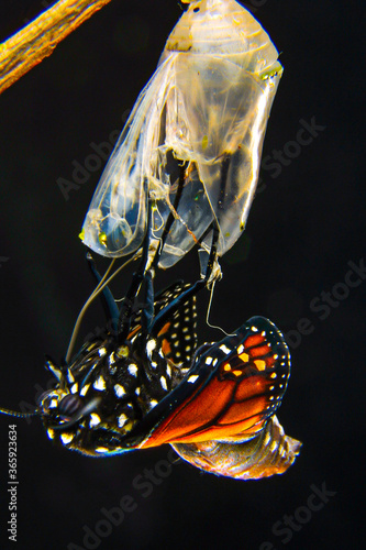 Butterfly at the time of its rebirth coming out of the cocoon, exact moment in the sequence of images (selective focus)