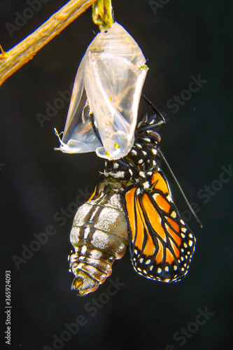 Butterfly at the time of its rebirth coming out of the cocoon, exact moment in the sequence of images (selective focus)