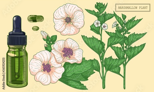 Marshmallow plant and green glass dropper, hand drawn botanical illustration in a trendy modern style