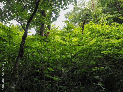 鳥取県 木谷沢渓流 渓流沿いの緑豊かな林