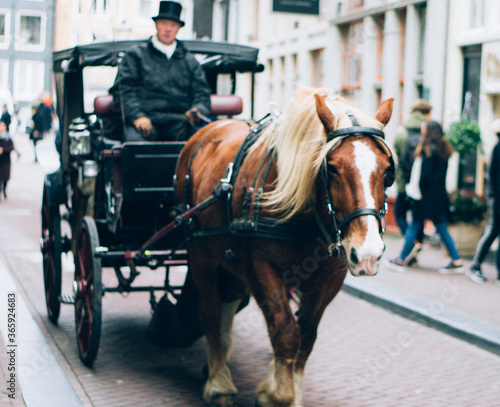 Photography Horse on Amsterdam street