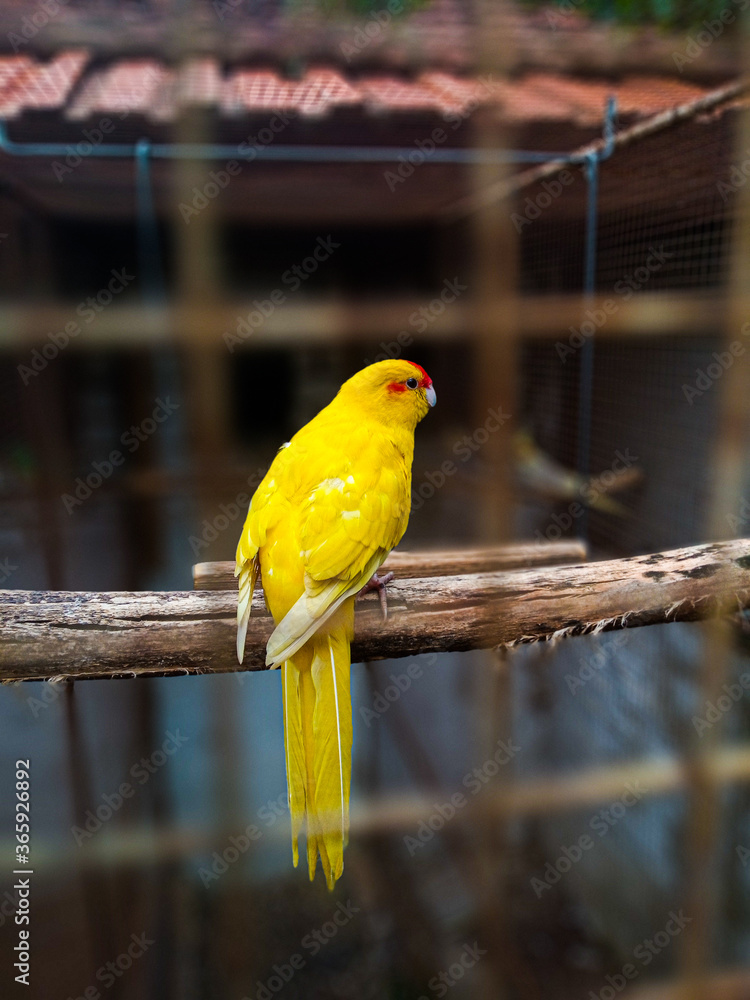 Obraz premium yellow crested cockatoo