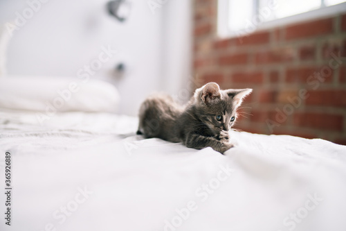 Beautiful and cute furry grey small kitty cat playing on the bed on a sunny day