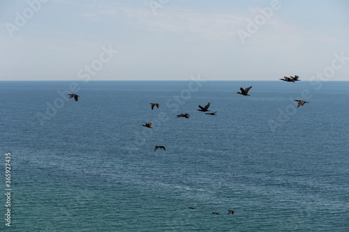 Phalacrocoracidae is a aquatic birds commonly known as cormorants and shags. The flock is flying over the black sea.