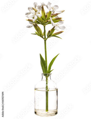 Crow soap (wild sweet William or soapweed) in a glass vessel on a white background