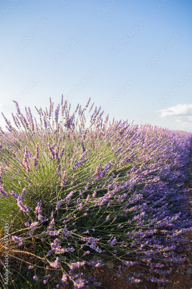 Closeup of lavender flowers. Provence fileld Closeup of lavender flowers. Provence fileld