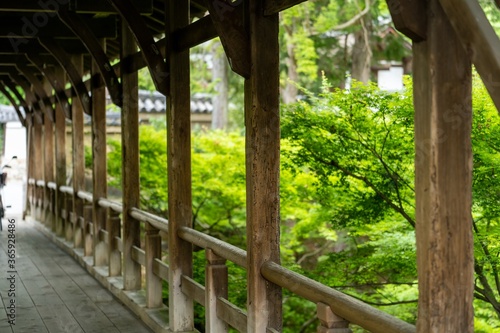 bridge in the park             