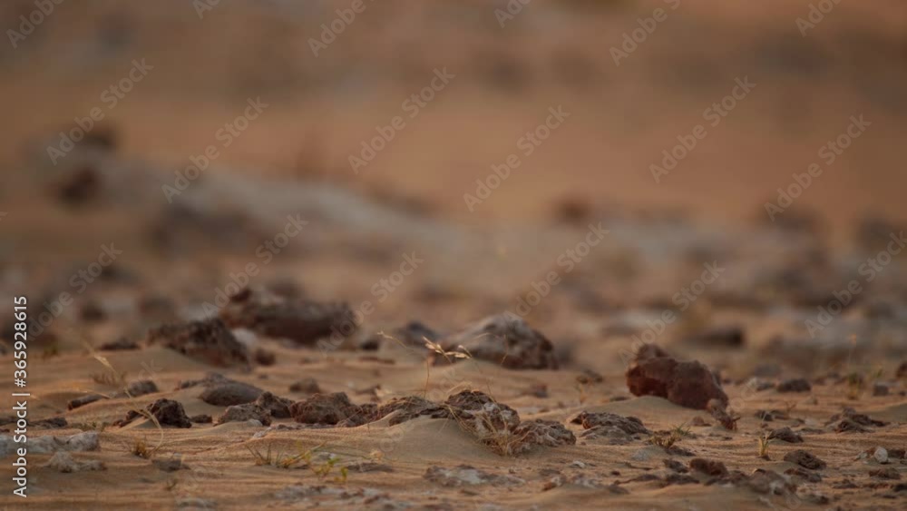 Golden afternoon light in Qatar desert with rocks in the foreground. Golden afternoon light in Qatar desert with rocks in the foreground.