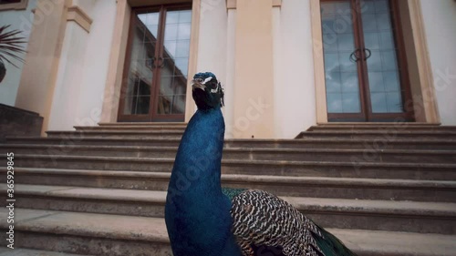 Majestic peacock looks at camera by bottom of exterior staircase in Wallenstein palace garden photo