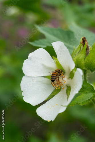 Bee on White Japanese Quince Flower in Garden in Oxford, United Kingdom