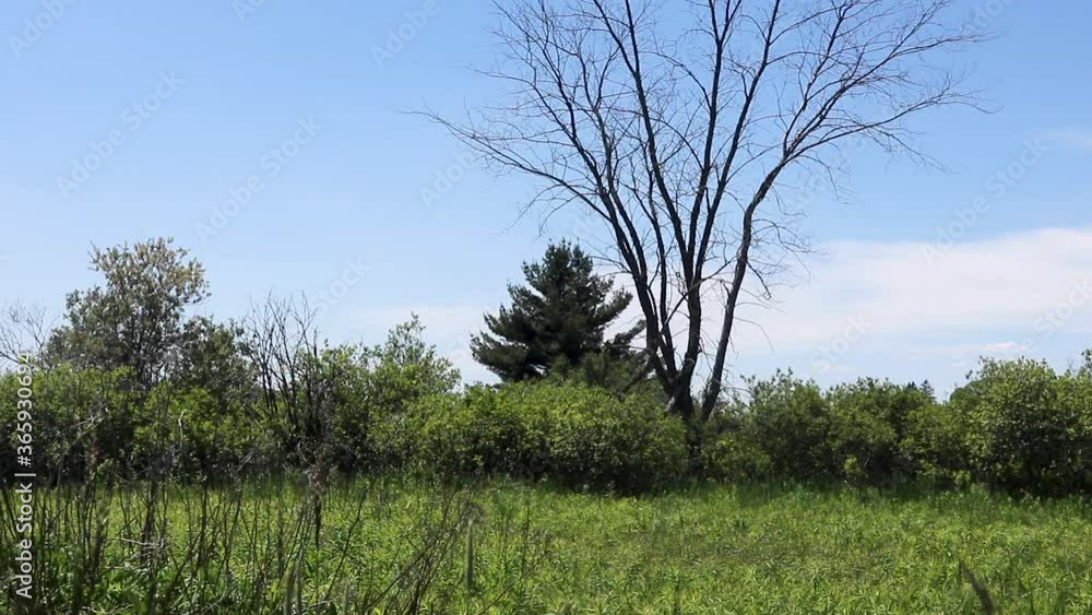 Green bushes and foliage on the farmland with blue skies on a summer day. Foliage and trees swaying in the wind. Stationed camera. Green bushes and foliage on the farmland with blue skies on a summer day. Foliage and trees swaying in the wind. Stationed camera.