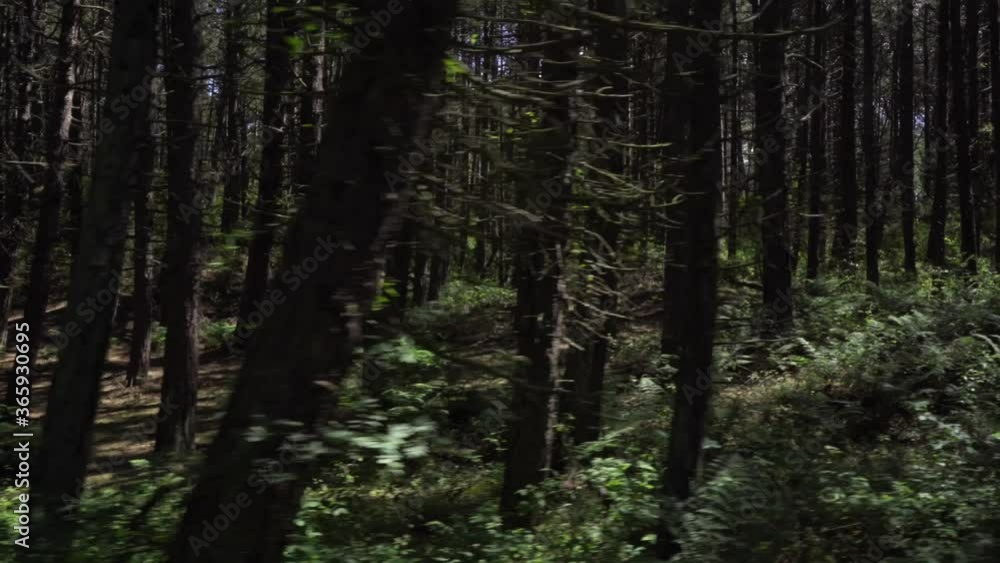 Wide ground level tracking shot of pine trees in a forest. Wide ground level tracking shot of pine trees in a forest.