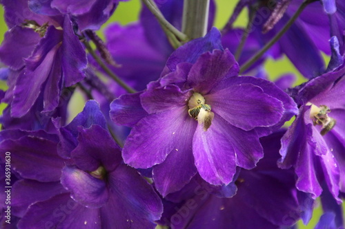 Closeup Of Delphinium Flowers, Edmonton, Alberta