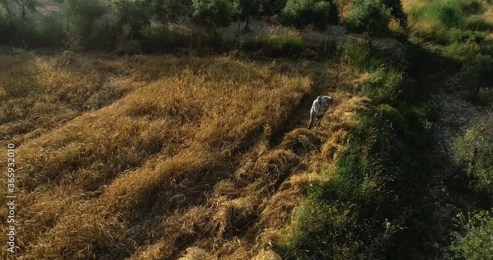Adult male farmer harvesting ripe golden wheat hay with pitch fork in rural countryside field with sun flare, Koura, Lebanon, overhead circle aerial Adult male farmer harvesting ripe golden wheat hay with pitch fork in rural countryside field with sun flare, Koura, Lebanon, overhead circle aerial