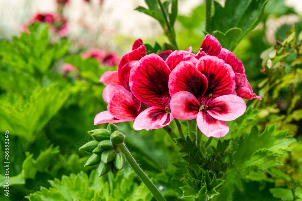 Group of Regal Pelargonium Geranium Flowers in Garden in Oxford, United Kingdom Group of Regal Pelargonium Geranium Flowers in Garden in Oxford, United Kingdom