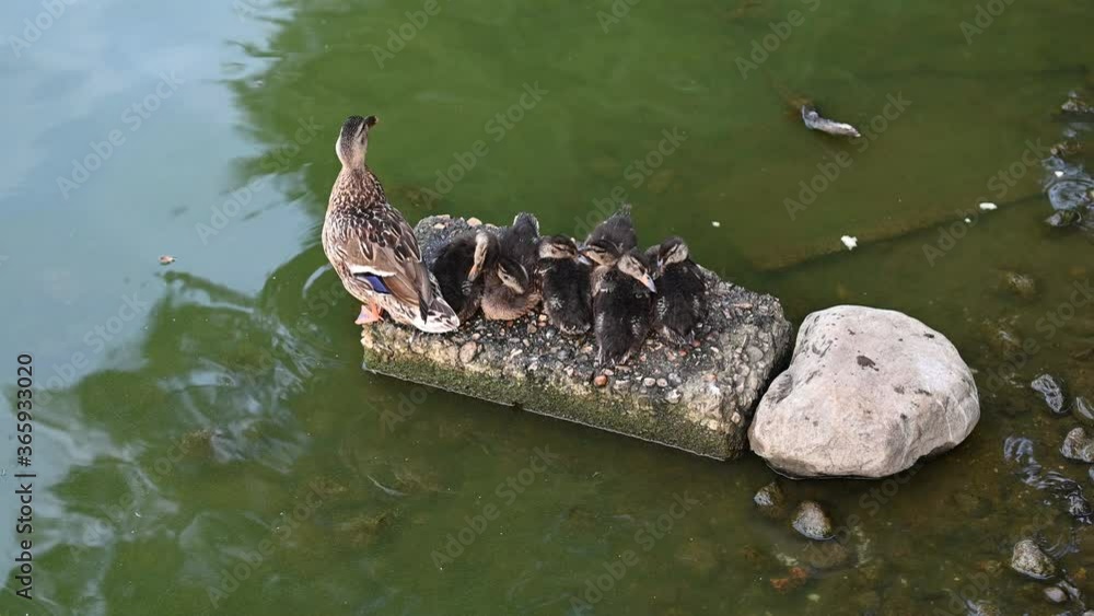 Female mallard duck with 6 ducklings on a rock in the sea Female mallard duck with 6 ducklings on a rock in the sea