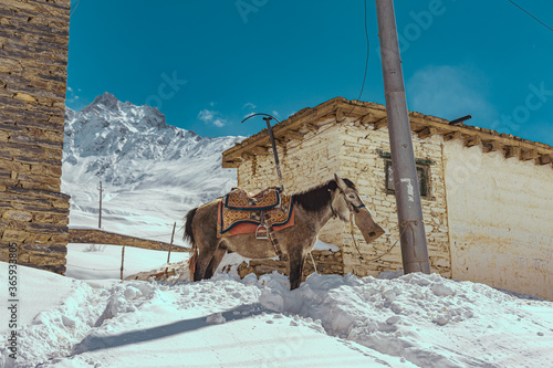 Nepali horse, cloudy blue sky and mountains landscape photo