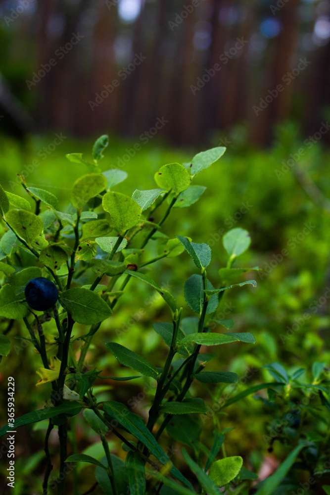 Blueberries in the forest. Beautiful summer forest. Collecting berries. Beautiful landscape. Background. Blueberries in the forest. Beautiful summer forest. Collecting berries. Beautiful landscape. Background.