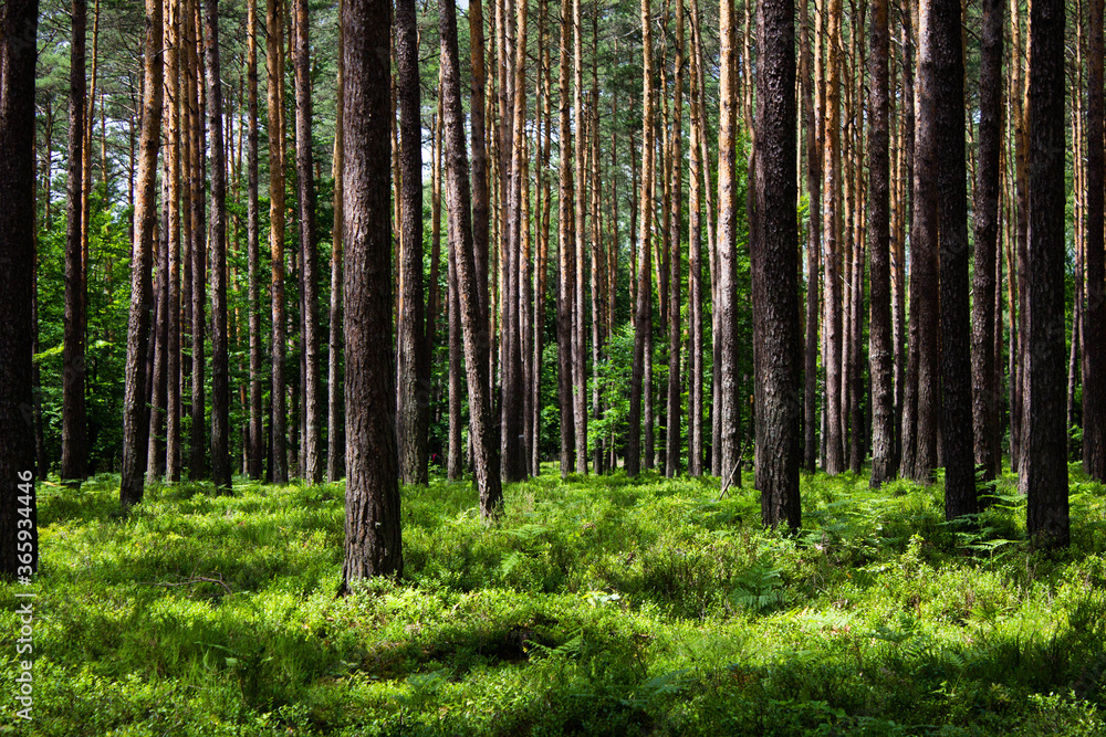 Blueberries in the forest. Beautiful summer forest. Collecting berries. Beautiful landscape. Background. Blueberries in the forest. Beautiful summer forest. Collecting berries. Beautiful landscape. Background.