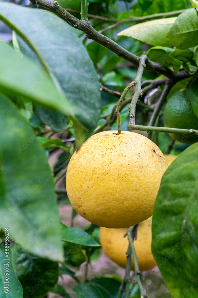 Close-up of Grapefruit Tree and Fruit in Garden in Oxford, United Kingdom