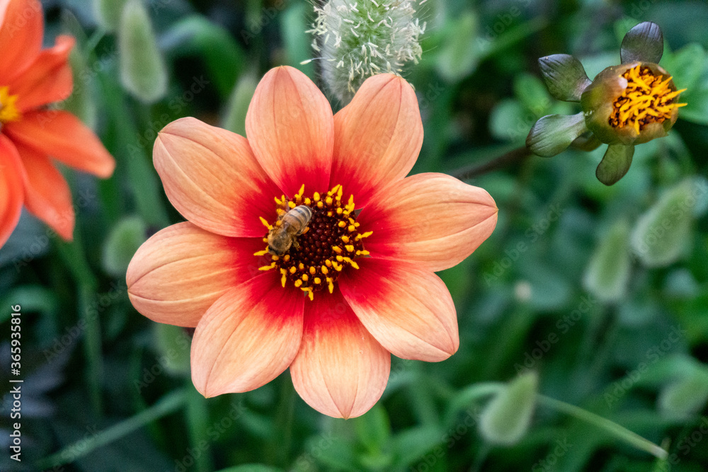 Horizontal View of Dahlia Mignon Flower and Bee in Garden in Oxford, United Kingdom Horizontal View of Dahlia Mignon Flower and Bee in Garden in Oxford, United Kingdom