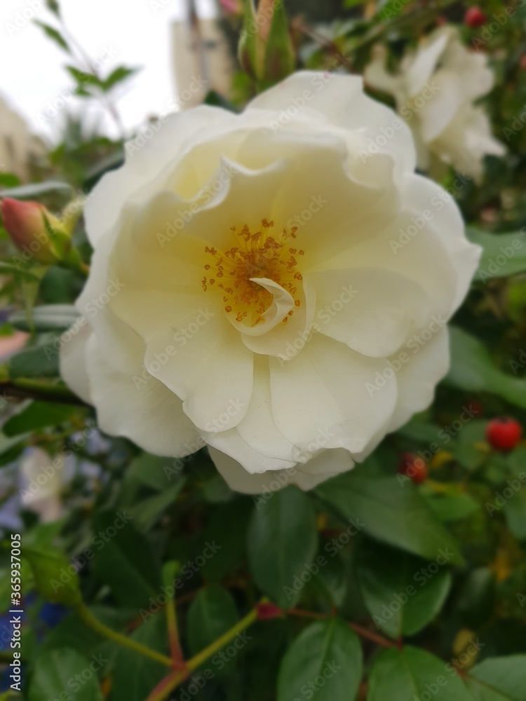 Natural Flower 2 Natural Flower 2