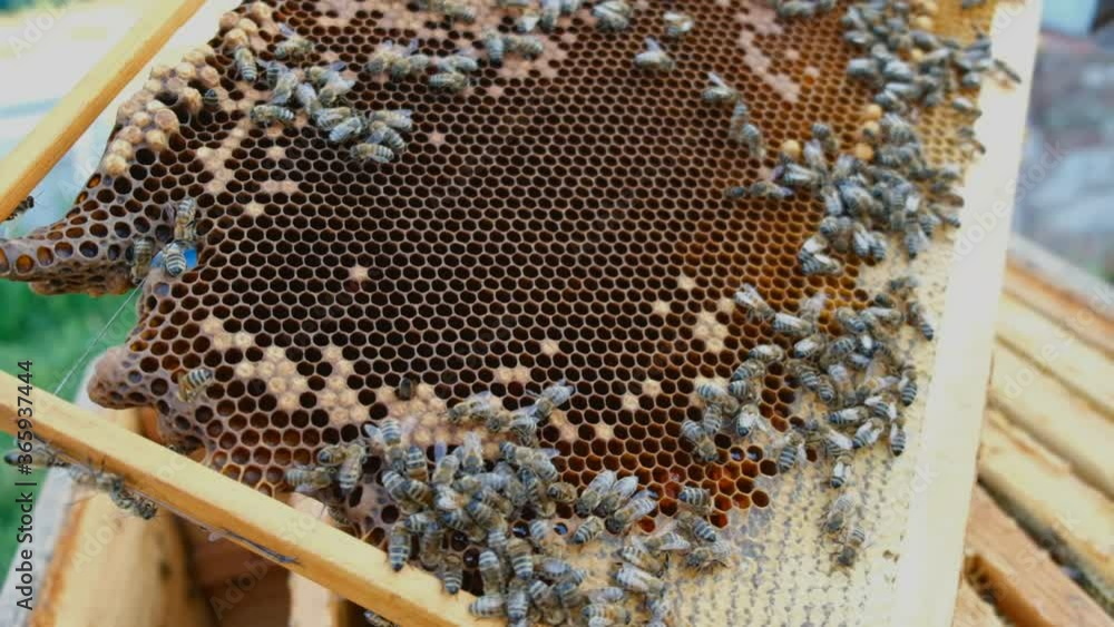 The beekeeper opens the hive, the bees checks, checks honey. Beekeeper exploring honeycomb. The beekeeper opens the hive, the bees checks, checks honey. Beekeeper exploring honeycomb.