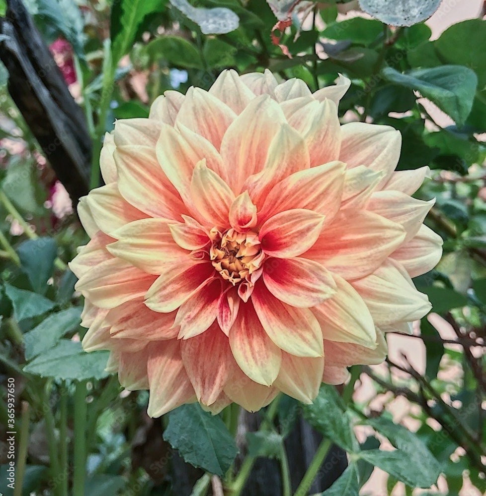Pale Flower Pale Flower