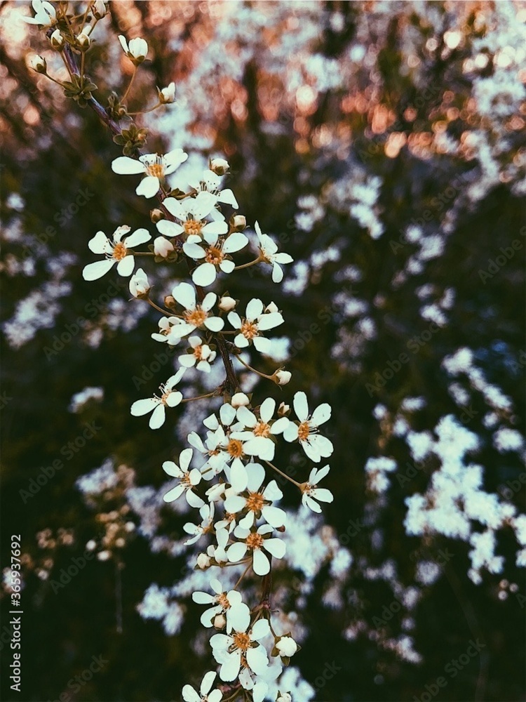 Obraz premium White Flowers