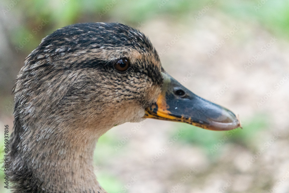 Close-Up Portrait of Female Mallard Duck in Garden next to River in Oxford, United Kingdom Close-Up Portrait of Female Mallard Duck in Garden next to River in Oxford, United Kingdom