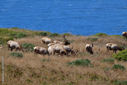 Tule Elk aka Cervus canadensis nannodes at Tomale Point Elk Reserved