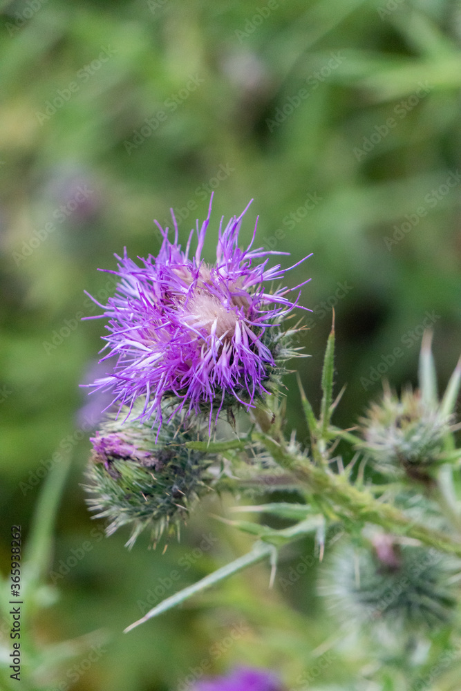 View of Purple Common Thistle Flowers at Garden in Oxford, United Kingdom View of Purple Common Thistle Flowers at Garden in Oxford, United Kingdom