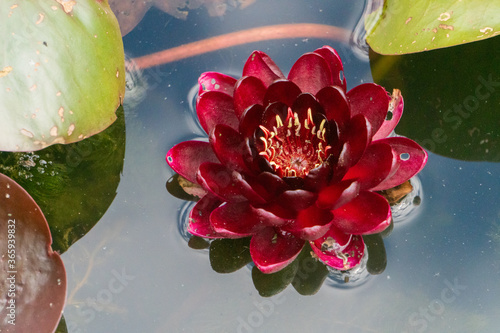 Black Princess Water Lily in Pond in Oxford, United Kingdom photo