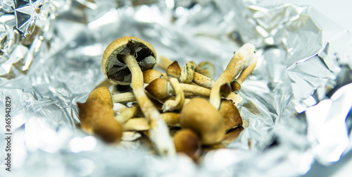 .cultivation of recreational psilocybin mushrooms in the world. Medical news on hallucinogenic mushrooms
