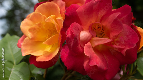 close up of two large roses  one orange one pink with green leaves