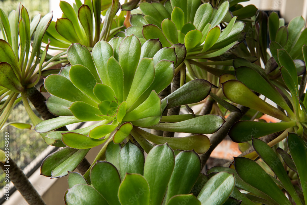 Succulent plant. Closeup of an Aeonium arboreum, also known as Irish Rose, growing in the urban garden. Succulent plant. Closeup of an Aeonium arboreum, also known as Irish Rose, growing in the urban garden.