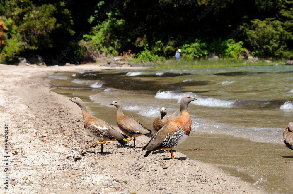 Fototapeta premium duck on the beach