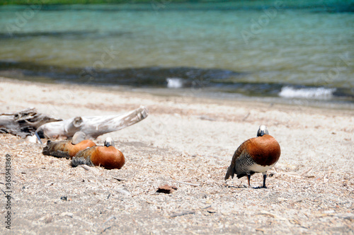 birds on the beach © Giuliano