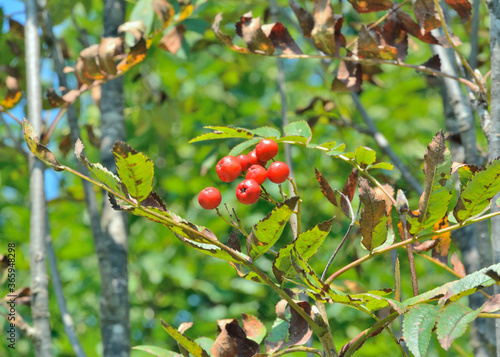 Bild auf Leinwand Rowan-tree with berries