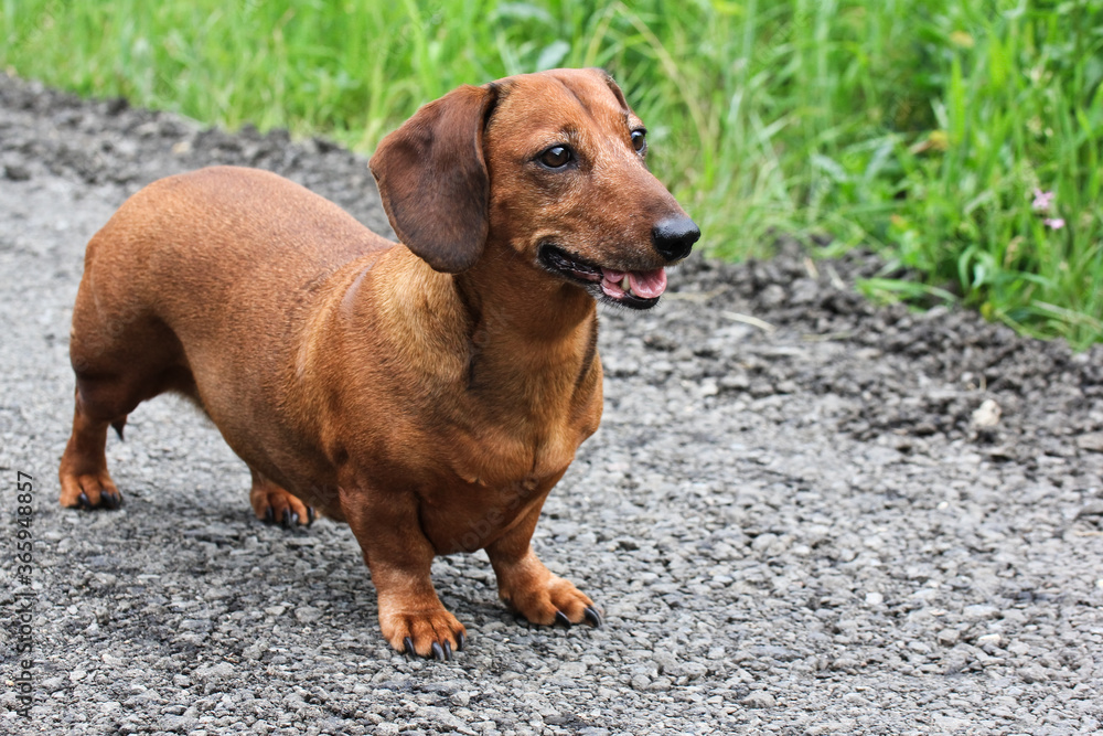 Smooth-haired red-haired and gray-haired dog for a walk; medium-sized dachshund walking on a gravel road in the park. Smooth-haired red-haired and gray-haired dog for a walk; medium-sized dachshund walking on a gravel road in the park.