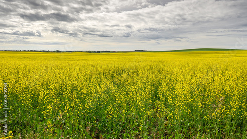 Blooming canola field near Airdrie, Alberta, Canada