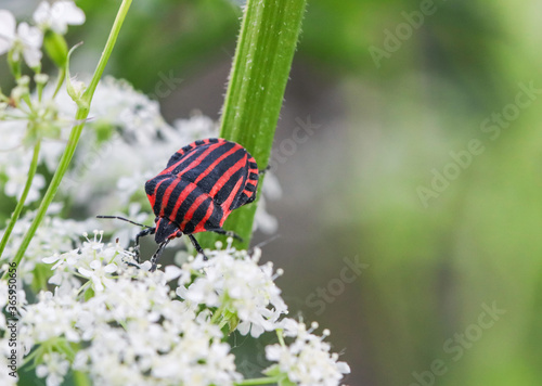 A striped beetle (Graphosoma lineatum) crawls from the top left on an umbrella plant and with space for text on the right, close-up side view.